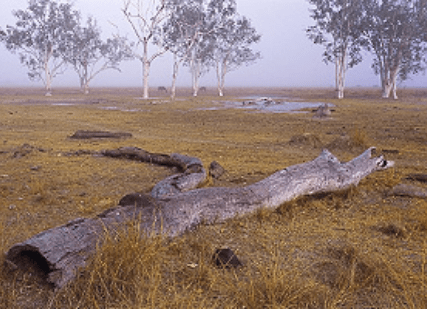 Horses in the Mist