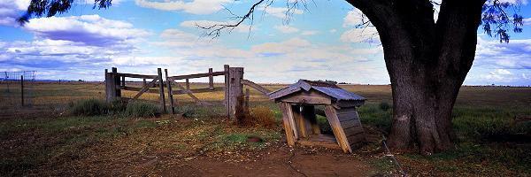 Canine Country