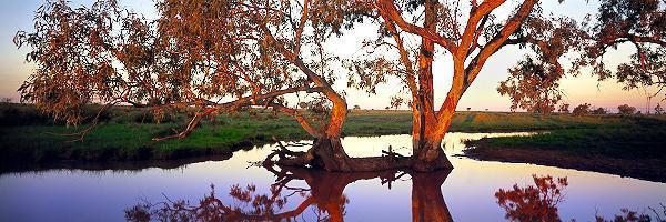 Billabong Dreaming