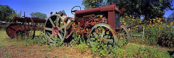 Daisy Wheels