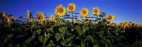 Flowers in the Sun