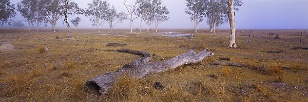 Horses in the Mist