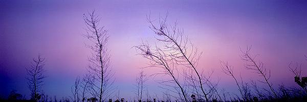 The Aura of Trees