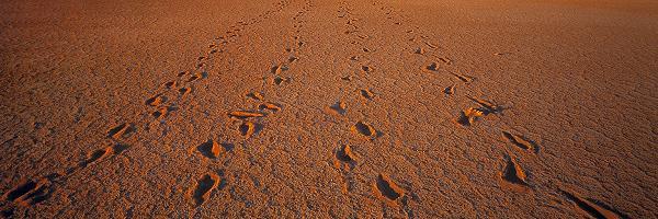 Backtrack