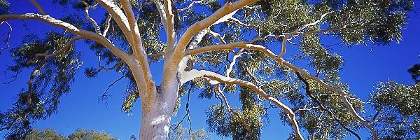 The Canopy