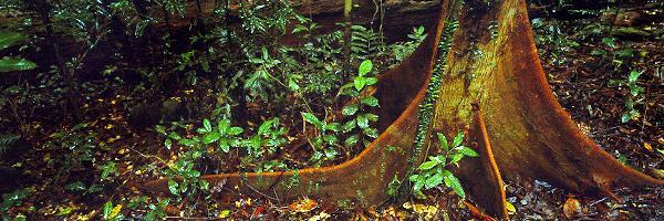 Rainforest Rhythm