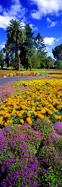 Spring Burst
