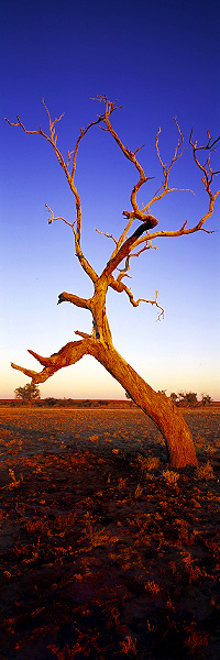 Flametree