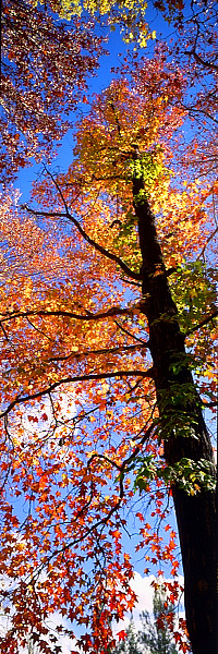 Autumn Tree